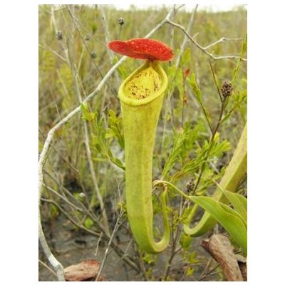 Graines Nepenthes Tenax