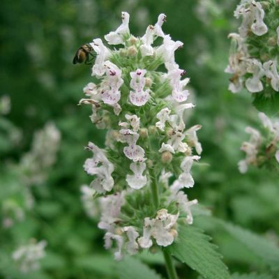 Graines Cataire (Nepeta cataria) *BIOLOGIQUE*