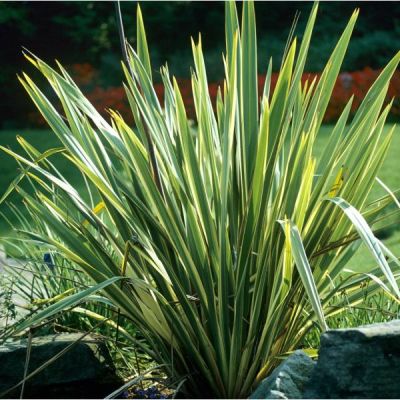 Graines Lin de Nouvelle-Zélande (Phormium tenax)