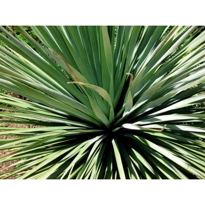 Graines Nolina Nelsonii