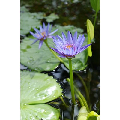 Graines Nymphaea Capensis Mauve (Graines Lotier d'Égypte)