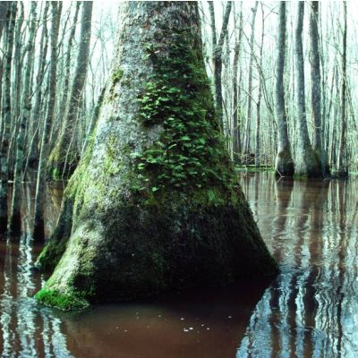 Graines Nyssa Aquatica