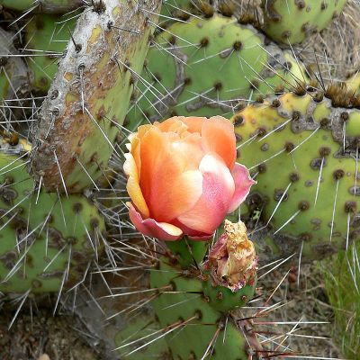 Graines Opuntia Phaeacantha
