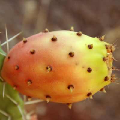Graines Opuntia Ficus-Indica (Figuier de Barbarie)