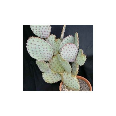 Graines Opuntia (En Mélange)