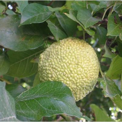 Graines Oranger des Osages (Maclura pomifera)