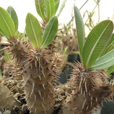 Pachypodium Horombense Seeds