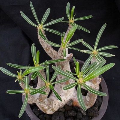 Graines Pachypodium Inopinatum