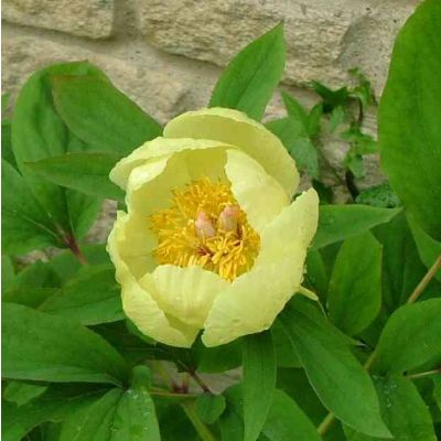 Graines Pivoine Dorée (Paeonia Mlokosewitschii)