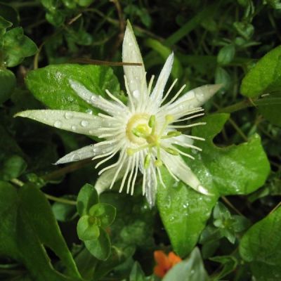 Graines Passiflora Capsularis (Fruits de la Passion, Fleurs de la Passion)