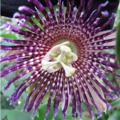 Graines Passiflora Laurifolia