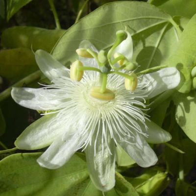 Graines Passiflora Subpeltata (Fruit de la Passion, Fleur de la Passion)