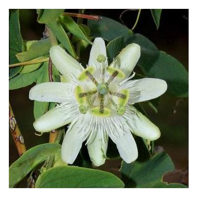 Graines Passiflora Tenuifila