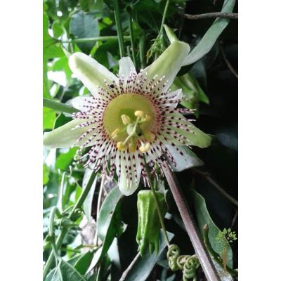 Graines Passiflora Adenopoda (Fruits de la Passion, Fleurs de la Passion)