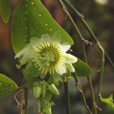 Graines Passiflora Biflora