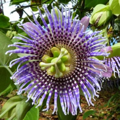 Graines Passiflora Ligularis (Grenadille Douce)