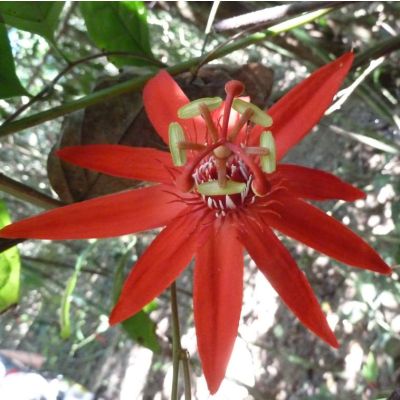 Graines Passiflora Vitifolia (Passiflore à feuilles de vigne)