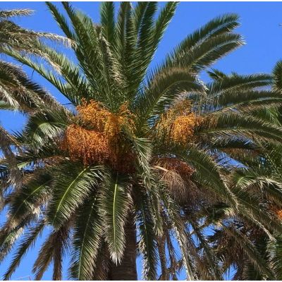 Graines Phoenix Canariensis (Graines Dattier des Canaries)
