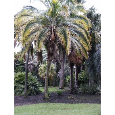 Graines Phoenix Rupicola (Graines Palmier Dattier de Falaises)