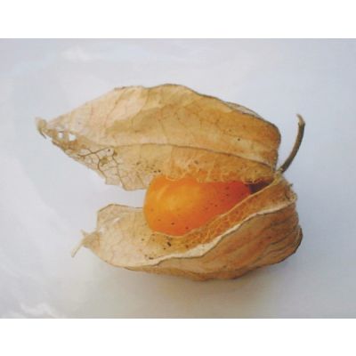 Graines Physalis Peruviana (Graines Coqueret du Pérou)