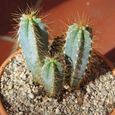 Graines Pilosocereus Pachycladus