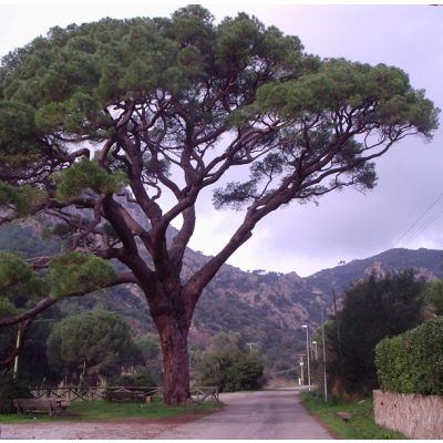 Graines Pinus Pinea (Graines Pin parasol)