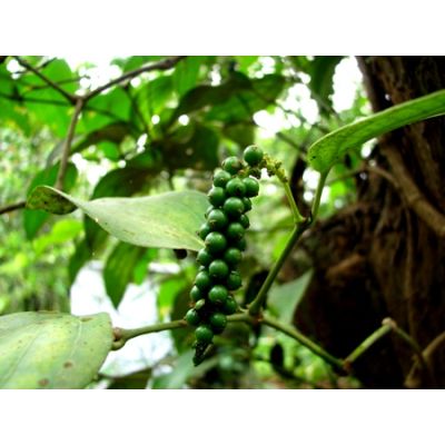 Graines Poivrier (Piper Nigrum)