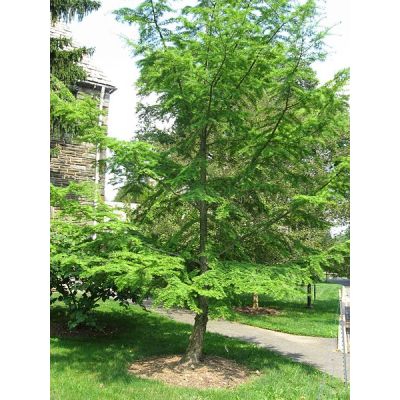 Graines Pseudolarix Amabilis (Graines Mélèze de Chine, Graines Mélèze doré de Chine)