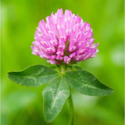 Graines Trèfle Des Prés (Trifolium pratense) *BIOLOGIQUE*