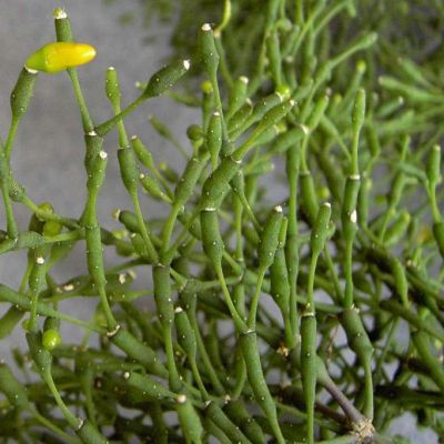 Graines Rhipsalis (En Mélange)