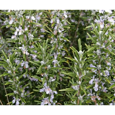 Graines Romarin (Rosmarinus officinalis) * BIOLOGIQUE*