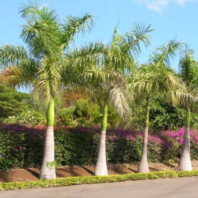 Graines Roystonea Regia (Graines Palmier Royal)