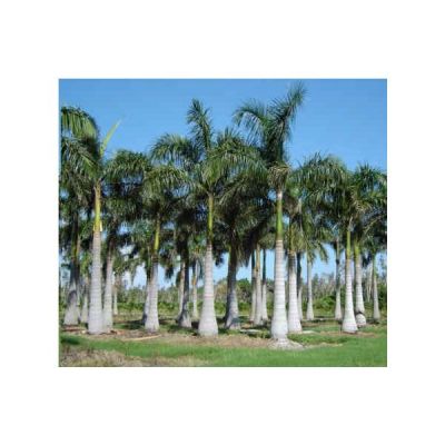 Roystonea Regia Seeds (Oreodoxa Regia Seeds, Roystonea Elata Seeds, Royal Palm Seeds)