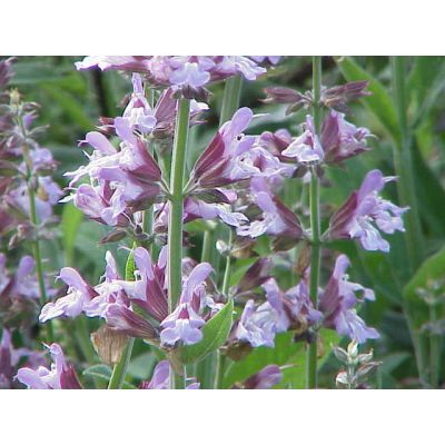 Graines Salvia officinalis (Graines Sauge Officinale)