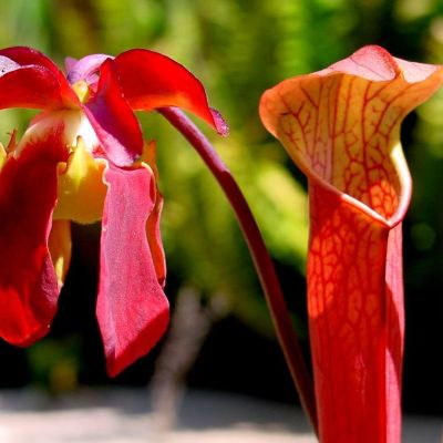 Graines Sarracenia Rubra Gulfensis