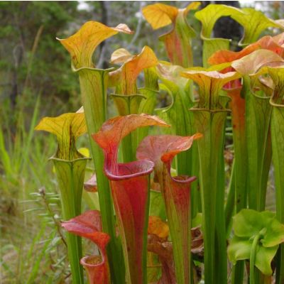 Graines Sarracenia Oréophila (Fortement Veiné)