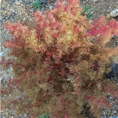 Graines Teloxys aristata