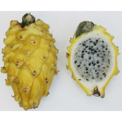 Graines Selenicereus Megalanthus (Graines Pitaya Jaune, Graines Fruit du Dragon)