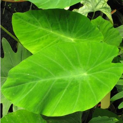 Graines Colocasia fallax