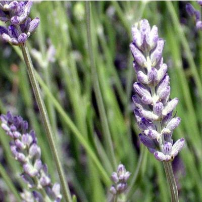 Graines Lavande Aspic (Lavandula latifolia)