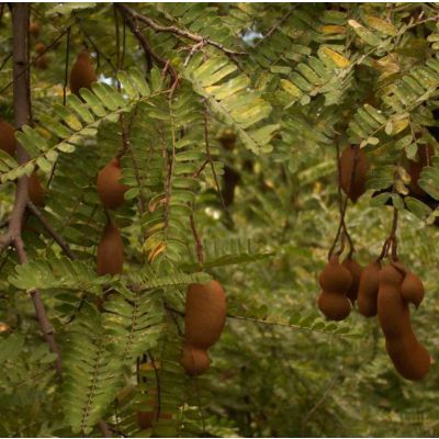 Graines Tamarinier (Tamarindus Indica)