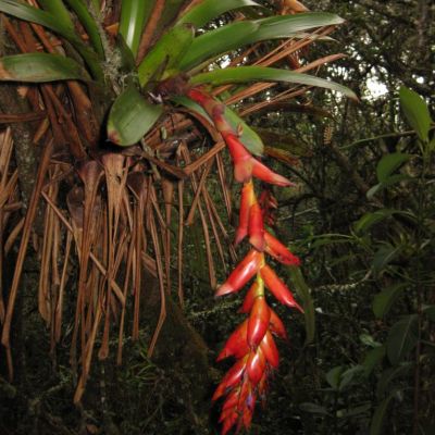 Graines Tillandsia Compacta