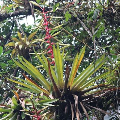 Graines Tillandsia Fendleri