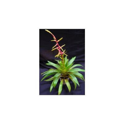 Tillandsia Fendleri Seeds
