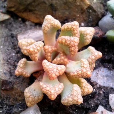 Graines Titanopsis Hugo-Schlechteri