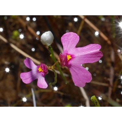 Graines Utricularia Multifida