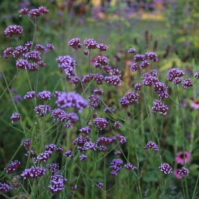 Graines Verveine officinale