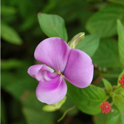 Graines Vigna Vexillata (Pois Zombi)