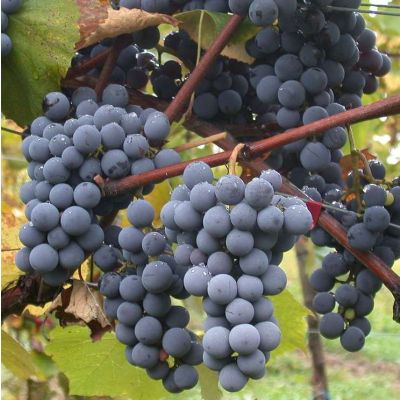 Graines Vitis Vinifera (Graines Vigne Commune)