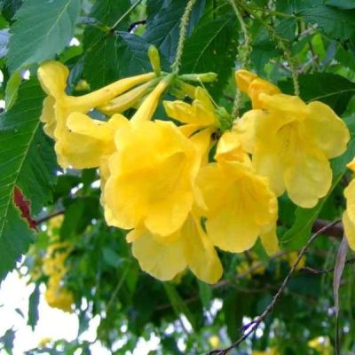 Graines Tecoma Stans (Trompettes d'Or, Bignonia Jaune)